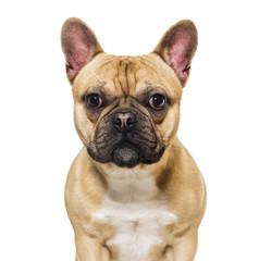 Fototapeta premium French bulldog against white background