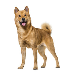 Shiba Inu standing in studio against white background