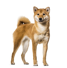 Shiba Inu standing against white background