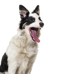 Border Collie yawing against white background