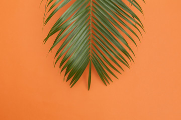 Tropical palm tree leaf on a summer orange background