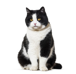 Mixed breed cat sitting against white background