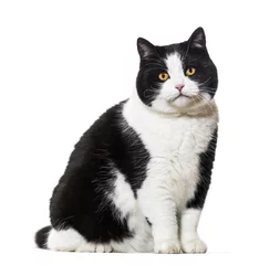 Crédence de cuisine en verre imprimé Chat Mixed breed cat portrait against white background