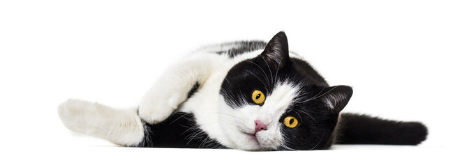 Mixed breed cat lying on side against white background