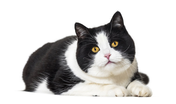 Mixed breed cat lying on front against white background