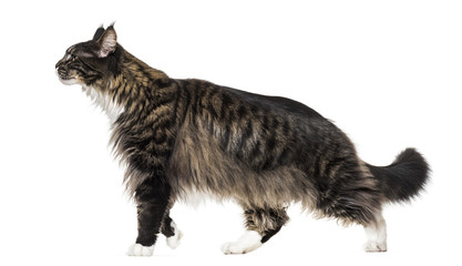 Maine coon cat walking against white background