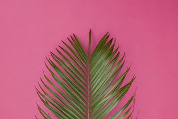 Fototapeta premium Tropical palm tree leaf on a trendy pastel pink background