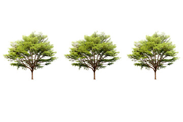 Obraz premium Triple Terminalia ivorensis Chev tree isolated white background
