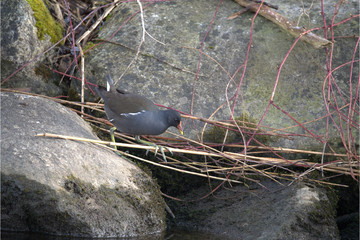 Grünfüssiges Teichhuhn