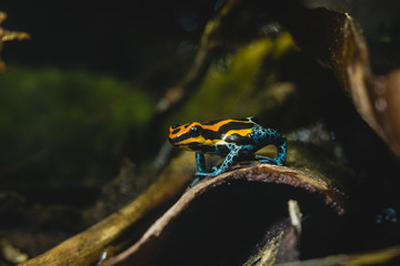 Dart frog