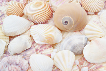 Seashells background close up