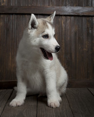 siberian husky puppy on wood background