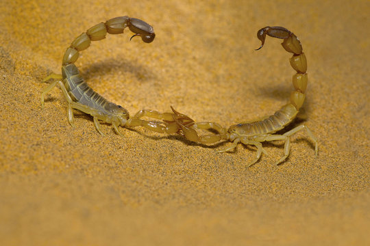 Androctonus Sp. Mating Dance, Desert National Park, Rajasthan