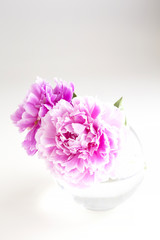 Chinese peony flower