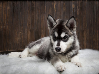 siberian husky puppy on wood background