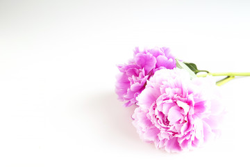 Chinese peony flower