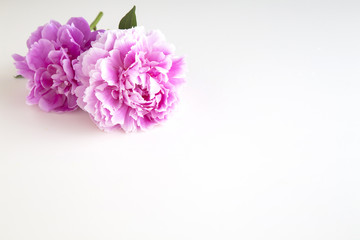 Chinese peony flower