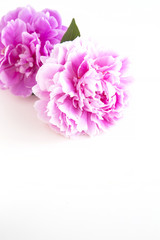 Chinese peony flower