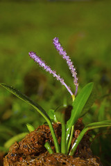Aponogeton satarensis, Chalkewadi, Satara district