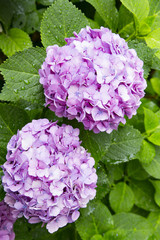 Hydrangeas in the rain
