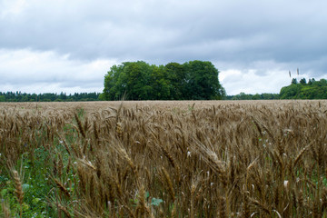 Copse of trees around one of the Kaali Meteorite Craters on Saaremaa, Estonia