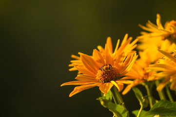 bouquet of bright yellow flowers Heliopsis helianthoides