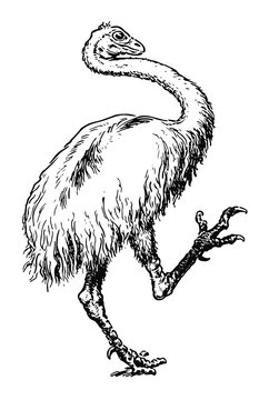 Urzeitlicher Emu Strauß - comic style - Primeval Emu ostrich