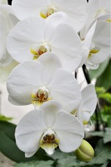 Fototapeta na wymiar tender garden white orchid flowers