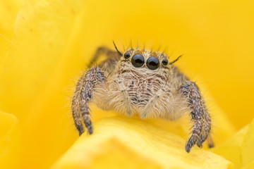 Super macro young female Hyllus diardi or Jumping spider hiding inside yellow flower
