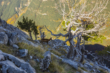 Otoño en los Pirineos
