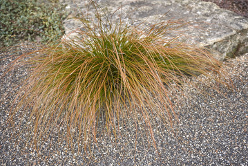 Carex buchananii