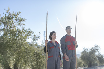  Workers collecting olive oil in jaen, Spain. Black olives harvest.
