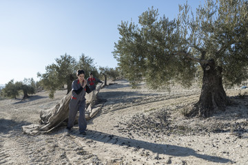 trabajadores recolectando aceite de oliva en jaén, España. Cosecha de aceitunas negras