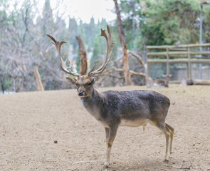 Ciervo en una reserva