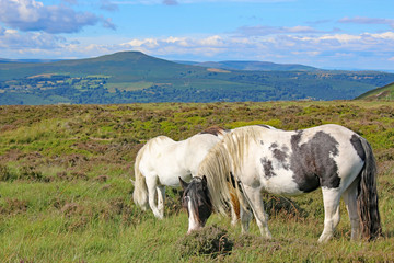 Fototapeta na wymiar Wild ponies in the Brecon Beacons