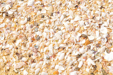 Marine background with sea shells