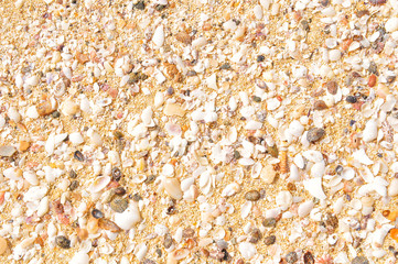 Marine background with sea shells