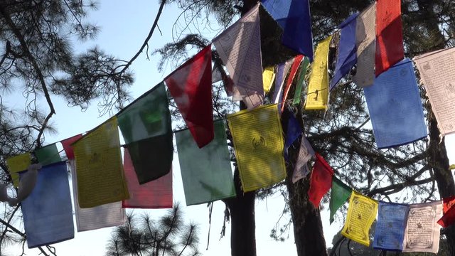 Tibetan prayer flags hanging in forest 