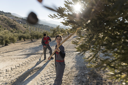 Mujer avarea las olivas para cosechar la aceituna negra de la que se obtiene el aceite de oliva
