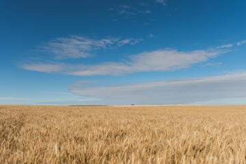 Fresh crop of wheat in wheat field