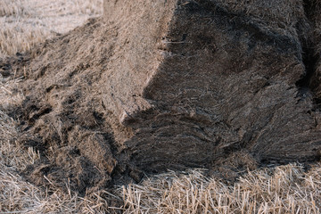 Freshly harvested lavender drying as a hay stacks in the sunny summer field, Provence, south France.