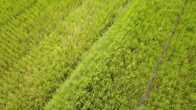 Rice Field Plantation. 4K, Aerial View. Bali, Indonesia.