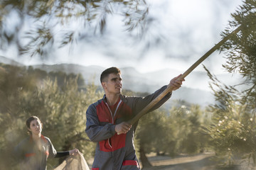  workers collecting olive oil in jaen, Spain. Black olives harvest