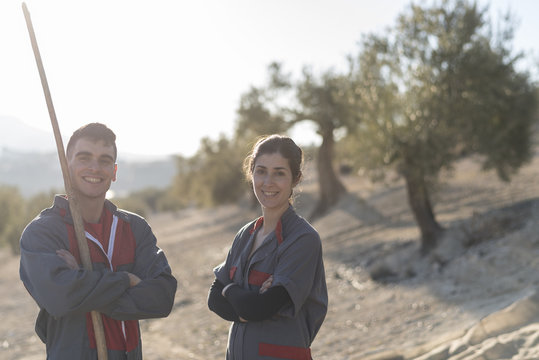 olive oil olives collection by workers. Black oilives harvest - Powered by Adobe