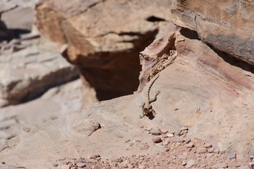 Eidechse in den Felsen am hohen Opferplatz von Petra in Jordanien 