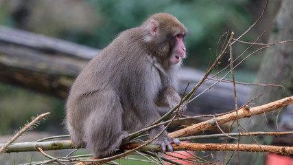 Japanese Macaque Monkeys