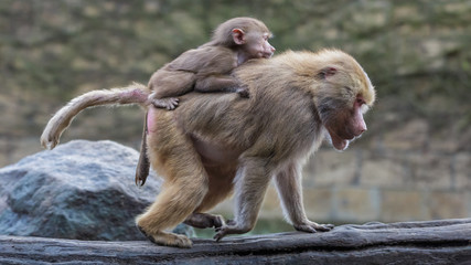 Japanese Macaque Monkeys