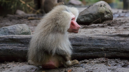 Japanese Macaque Monkeys