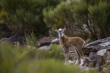 Muflones en los Pirineos