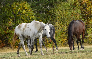 horses and cow grazing on an autumn meadow
